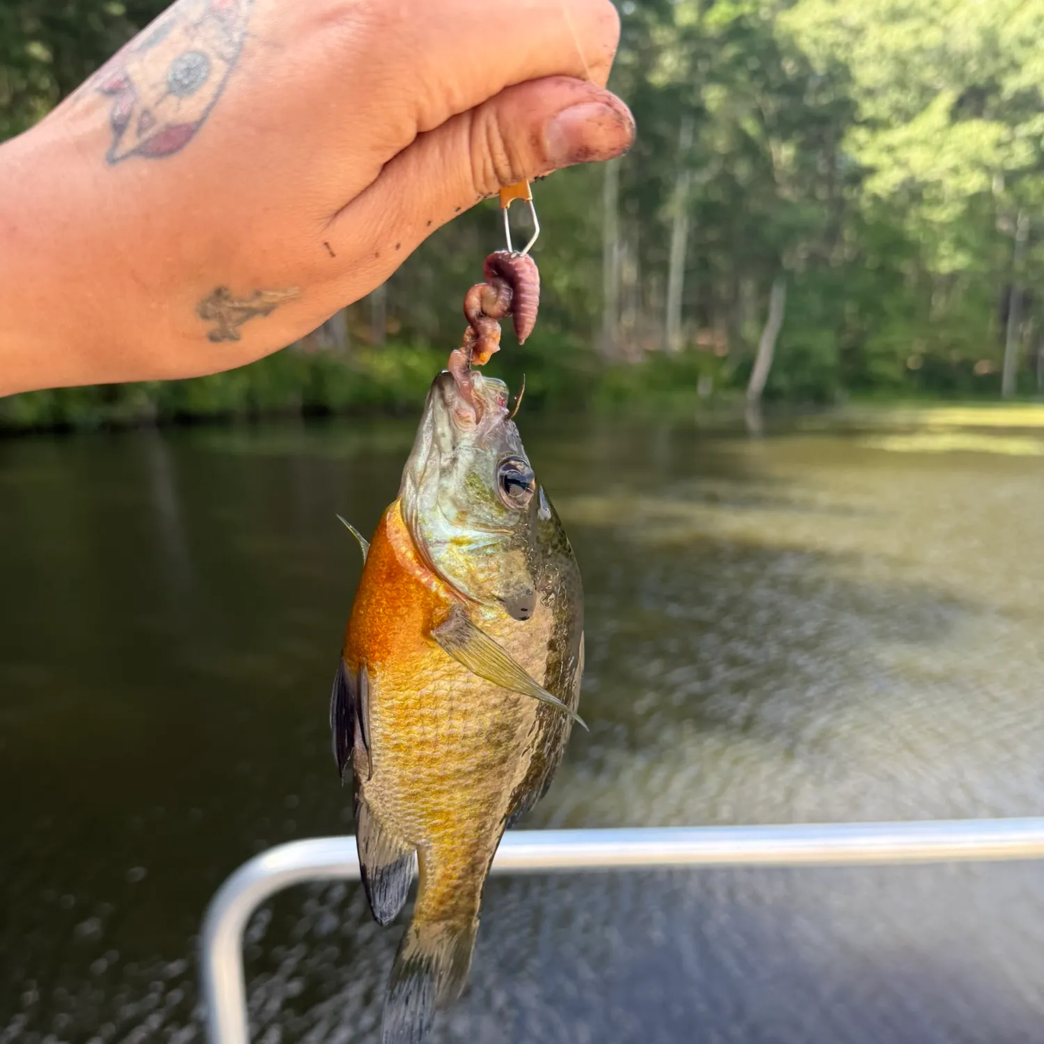 Bluegill caught on Fishbrain
