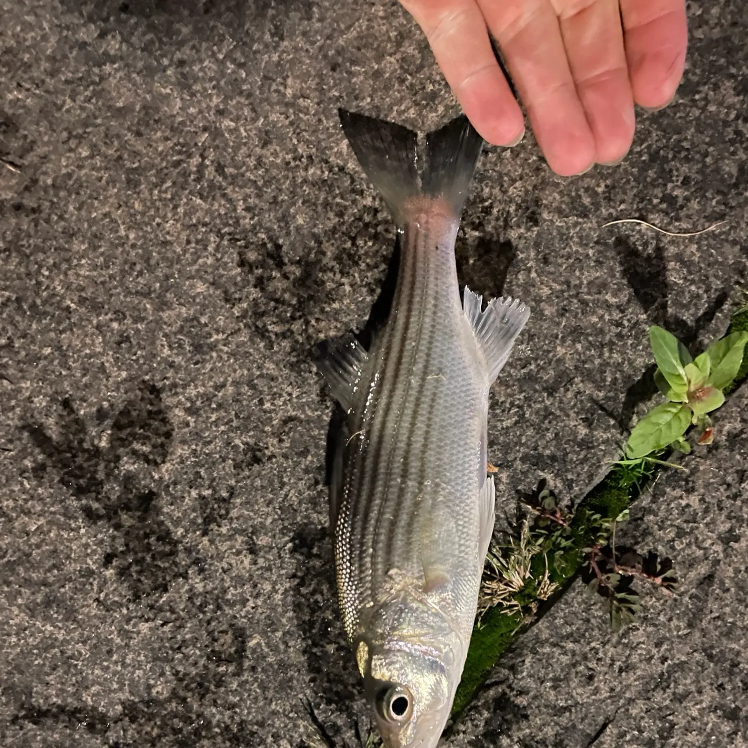 Striped bass caught on Fishbrain