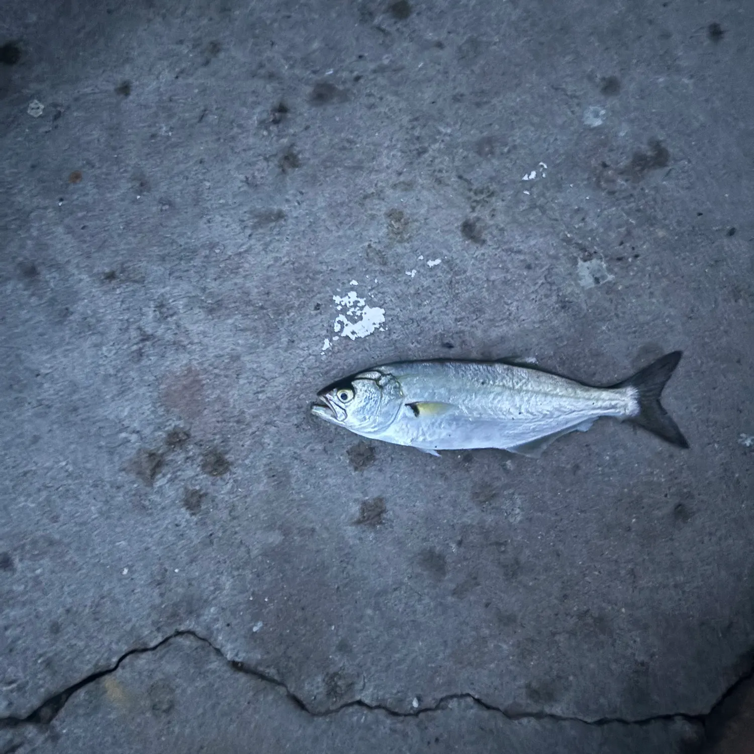 Bluefish caught on Fishbrain