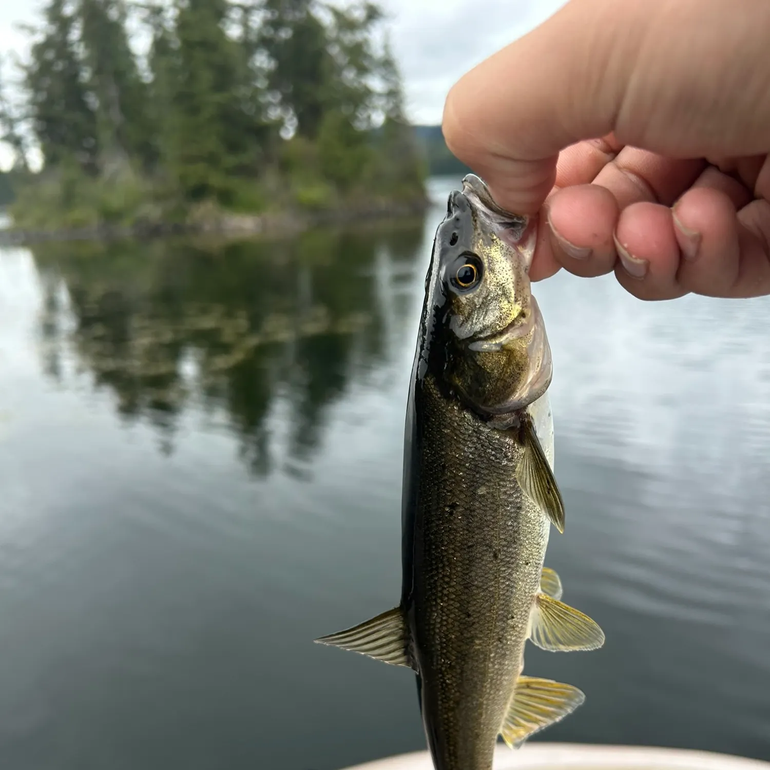 Northern pikeminnow caught on Fishbrain