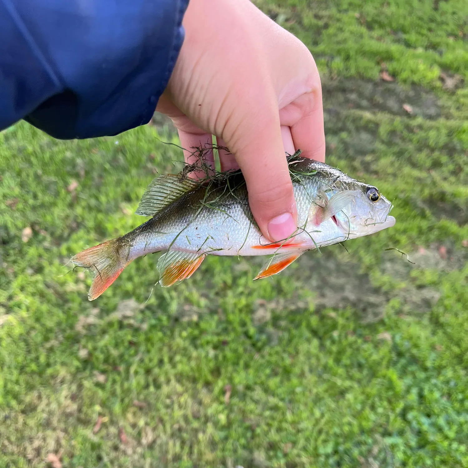 European perch caught on Fishbrain