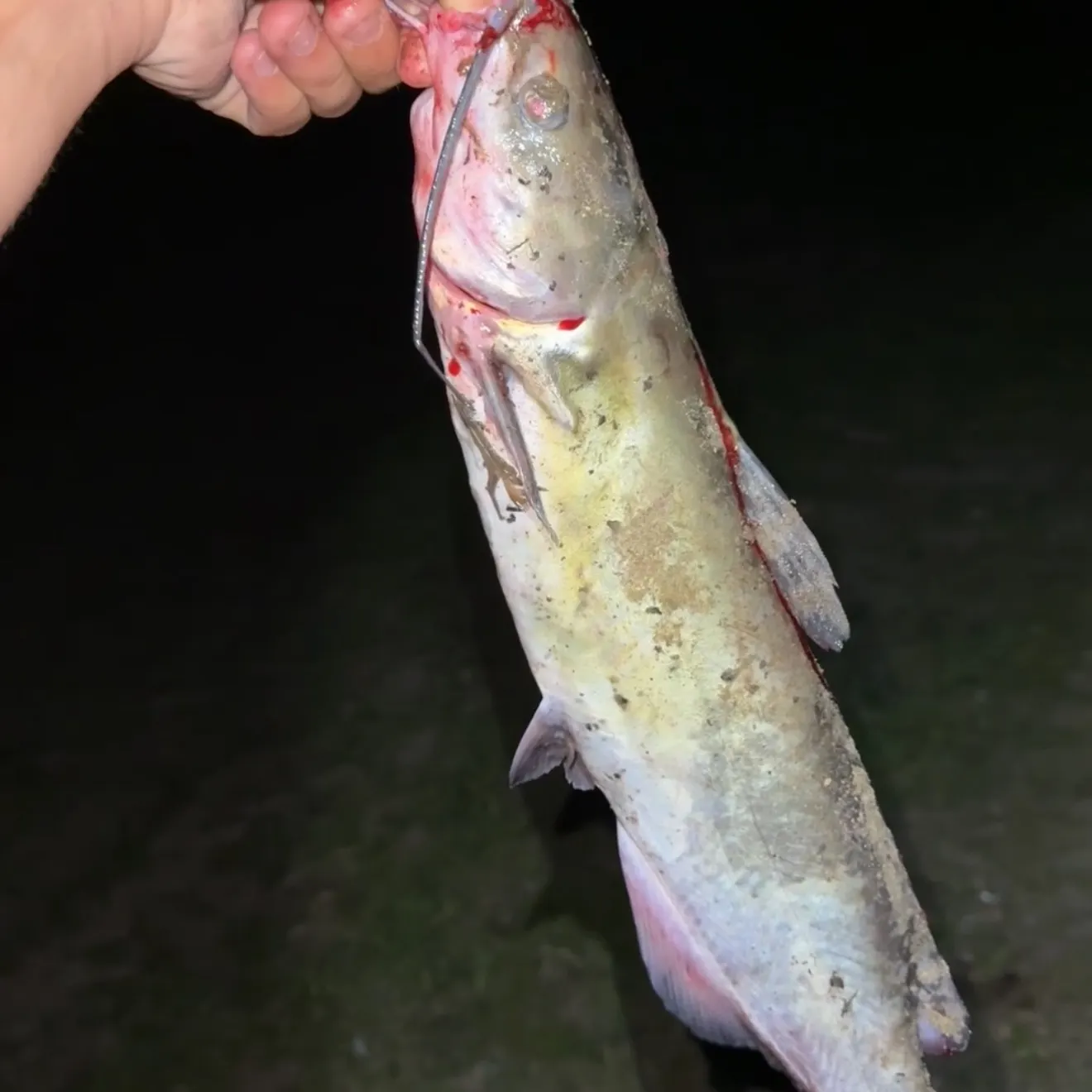Channel catfish caught on Fishbrain