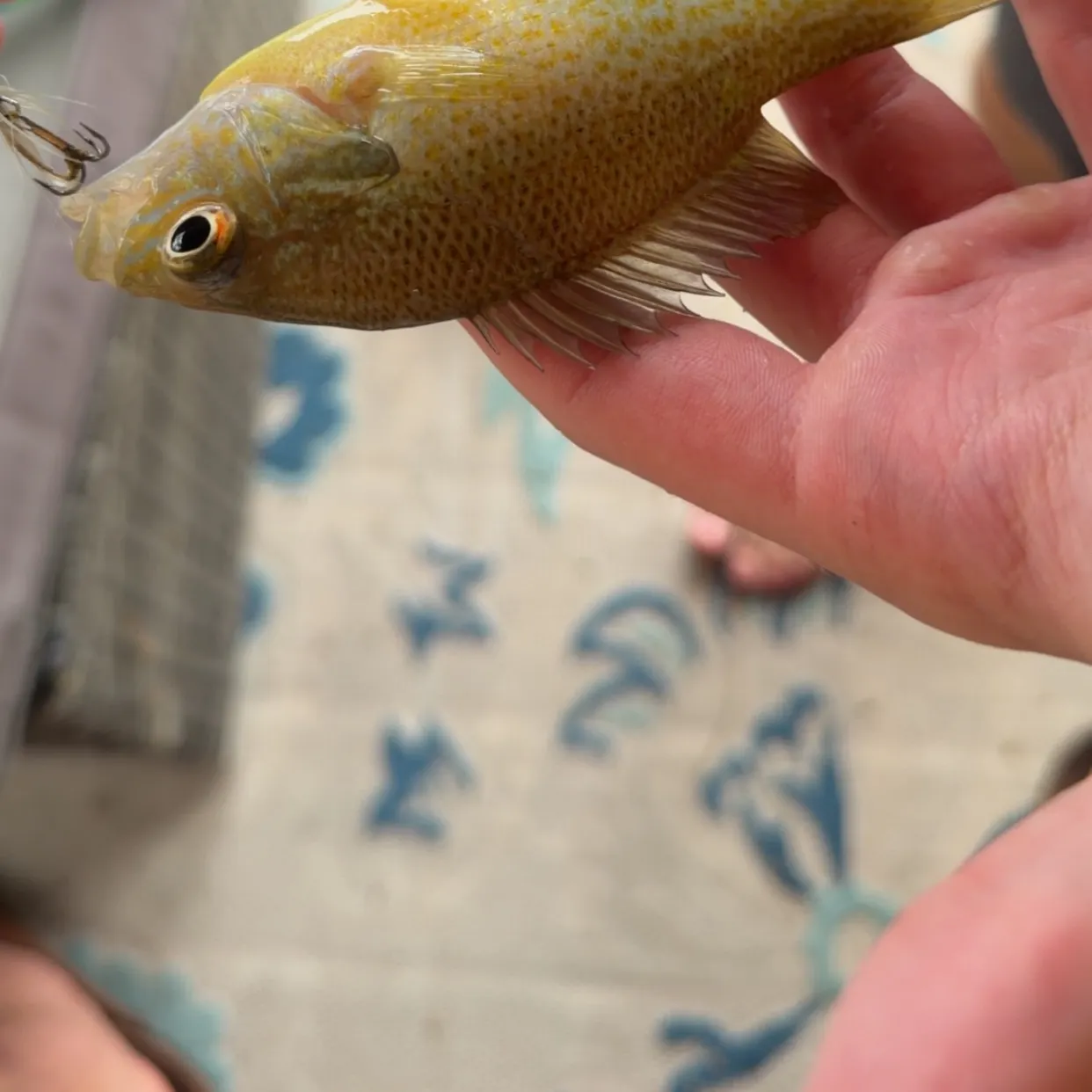 Bluegill caught on Fishbrain