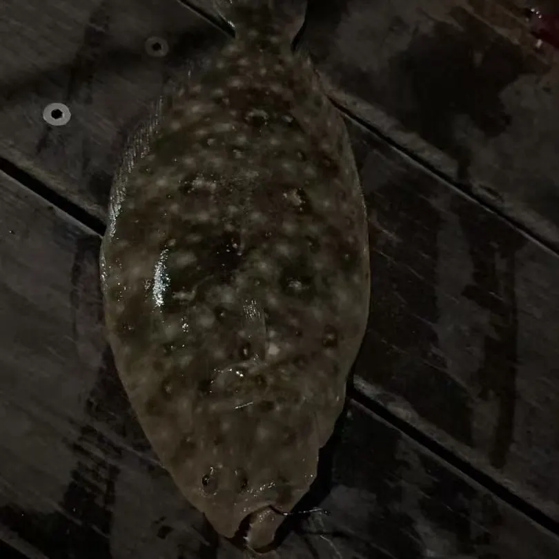 The most recent Black flounder catches on Fishbrain