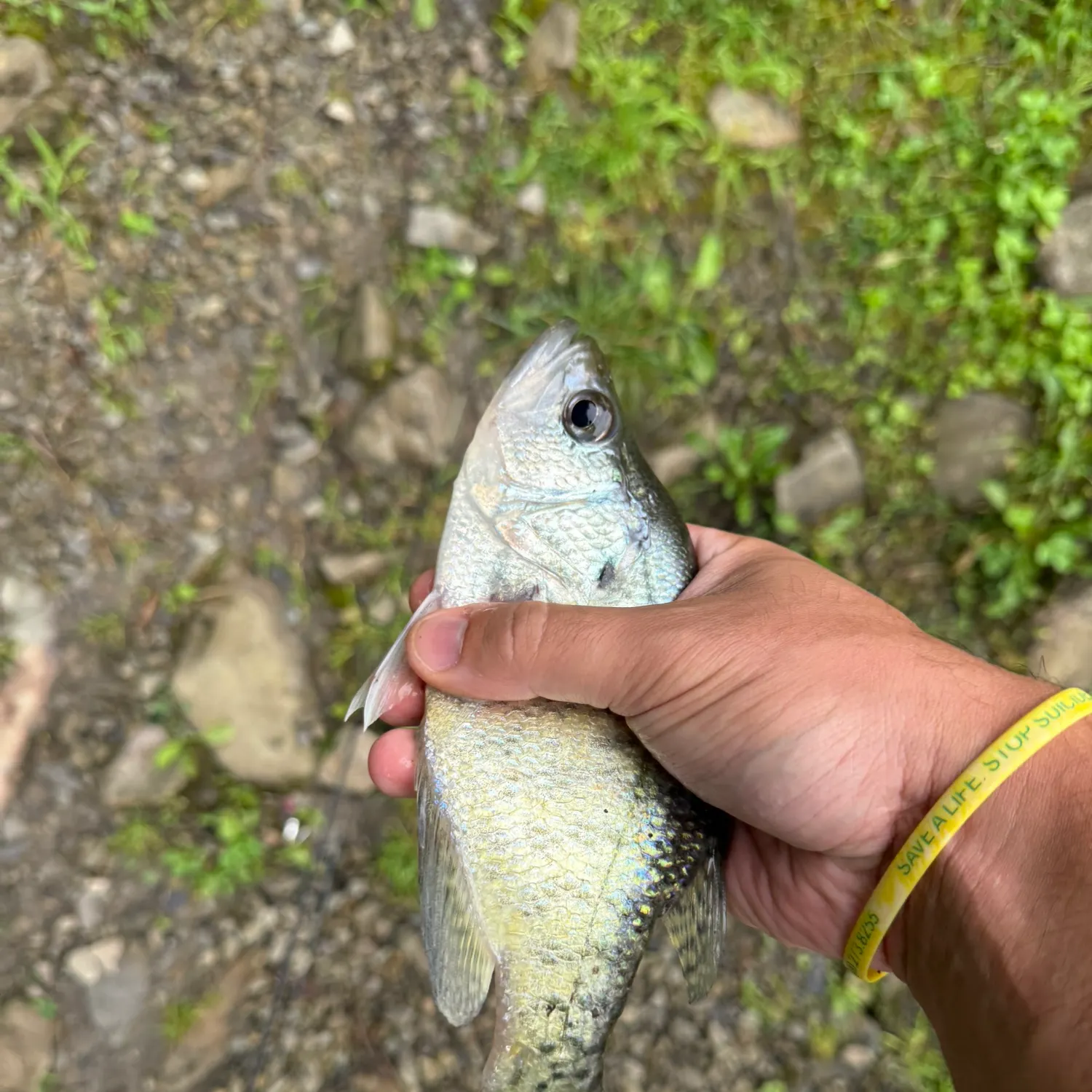 The most recent White crappie catches on Fishbrain