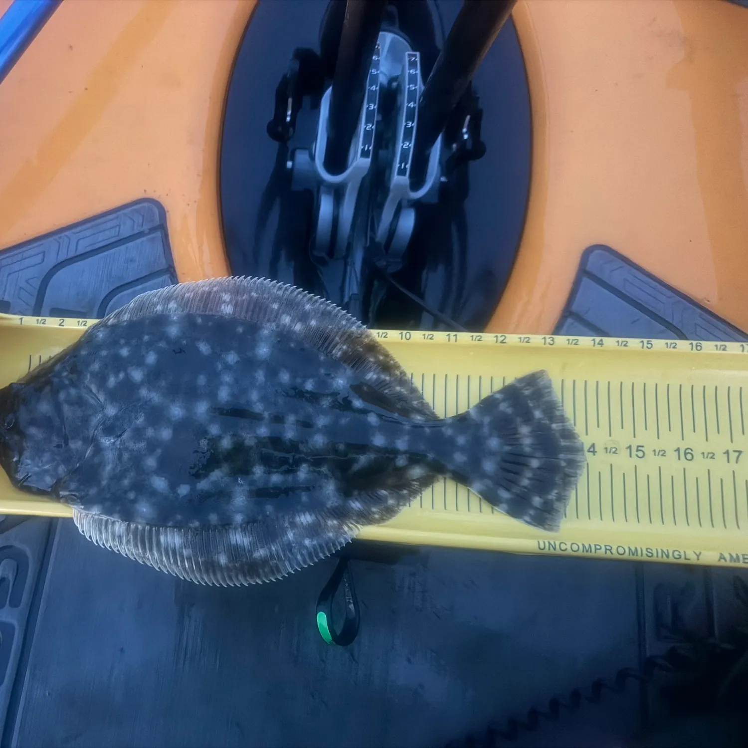 Southern flounder caught on Fishbrain