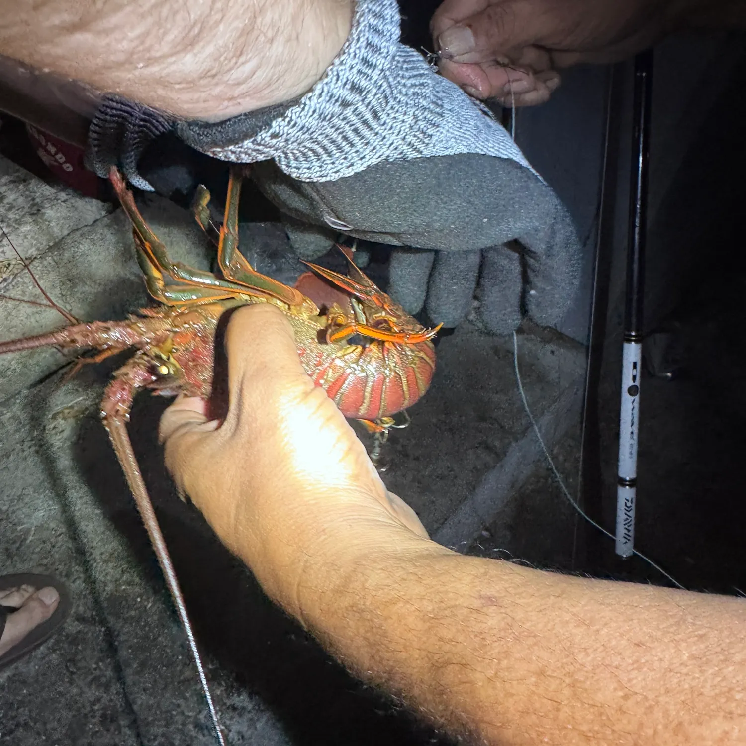 California spiny lobster caught on Fishbrain