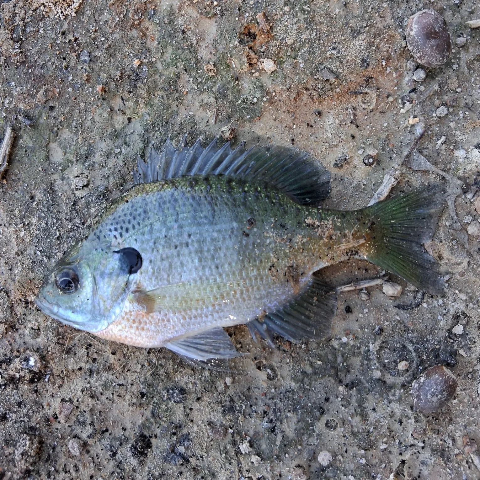 Bluegill caught on Fishbrain
