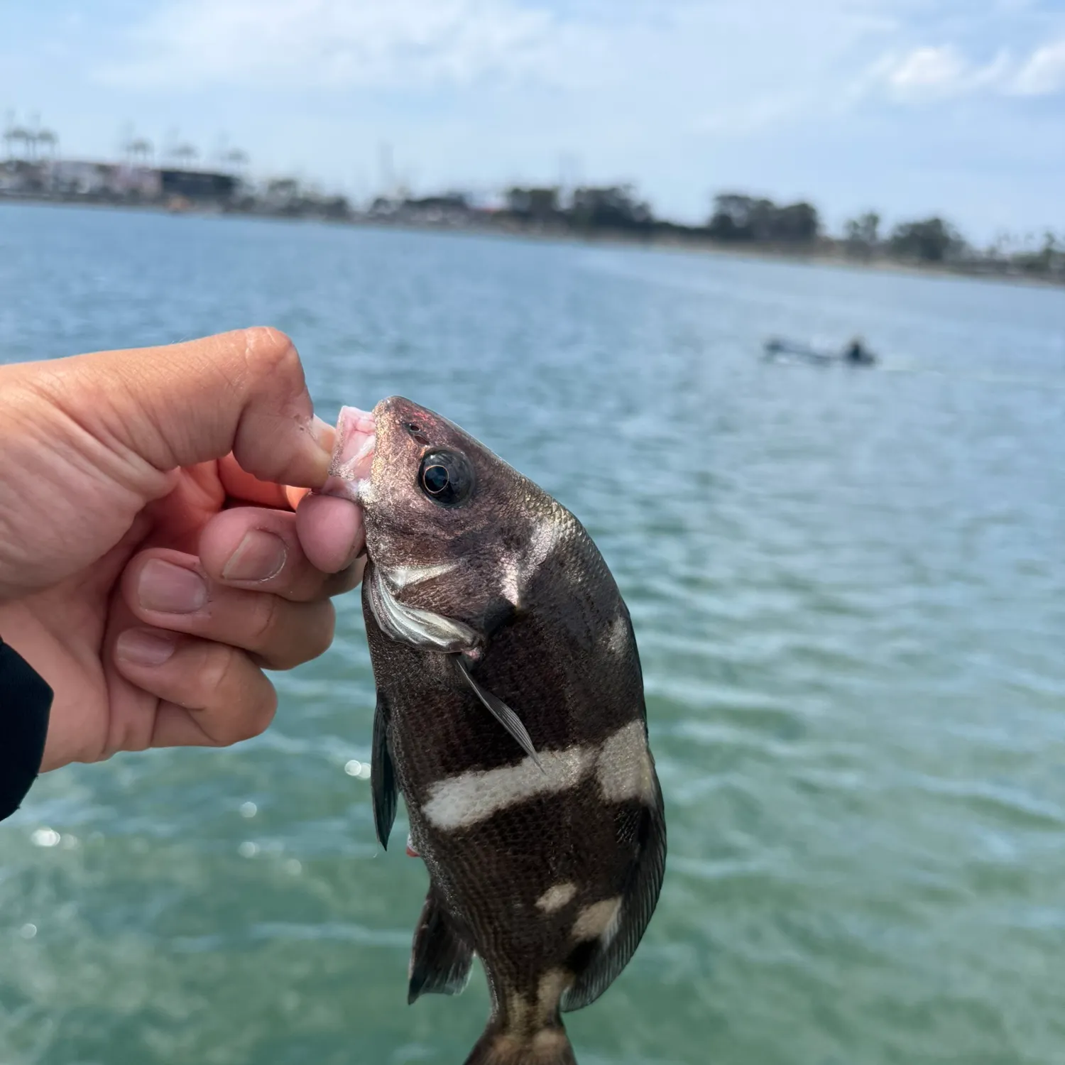 Sargo caught on Fishbrain