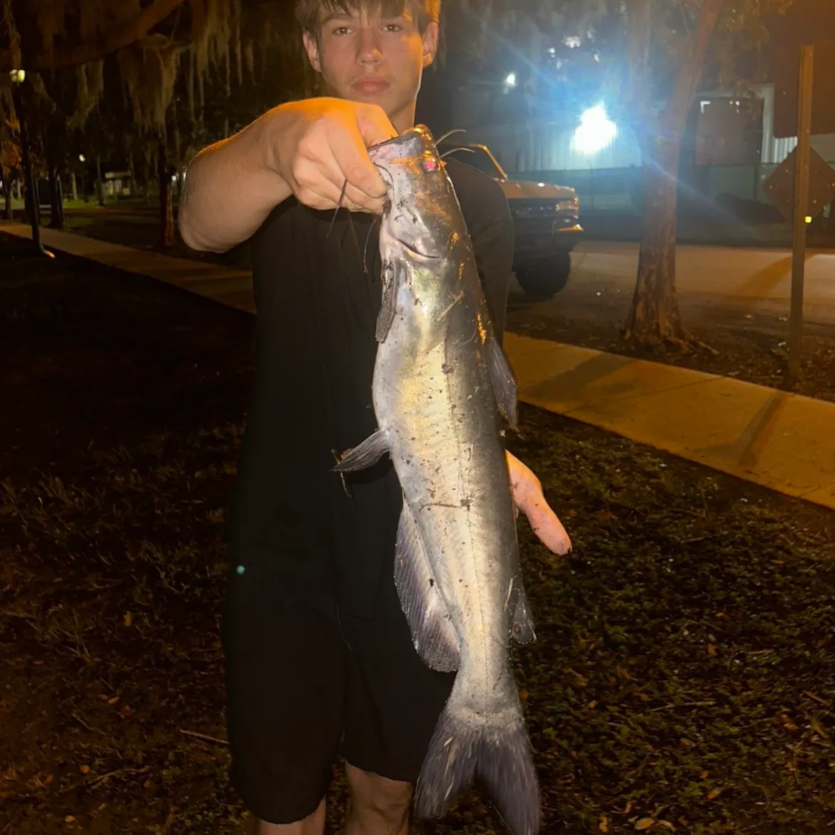Channel catfish caught on Fishbrain