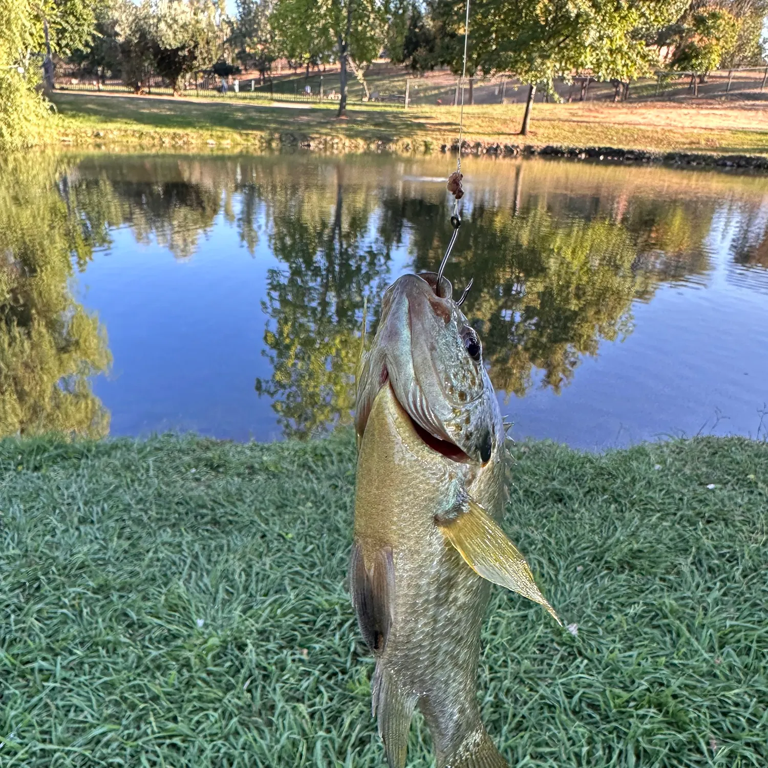 Bluegill caught on Fishbrain