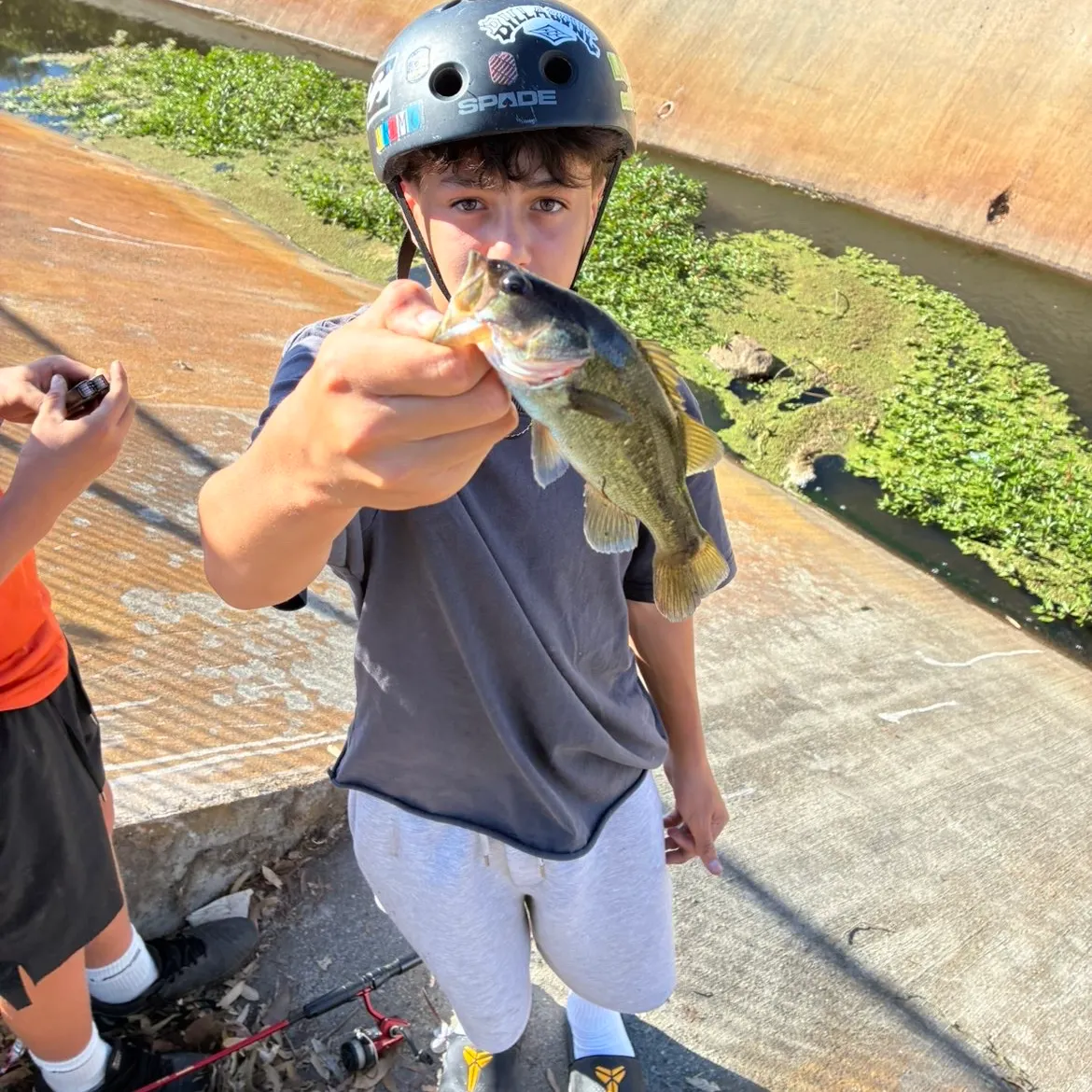 Fish caught on Fishbrain