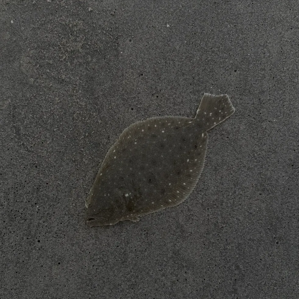 Summer flounder caught on Fishbrain