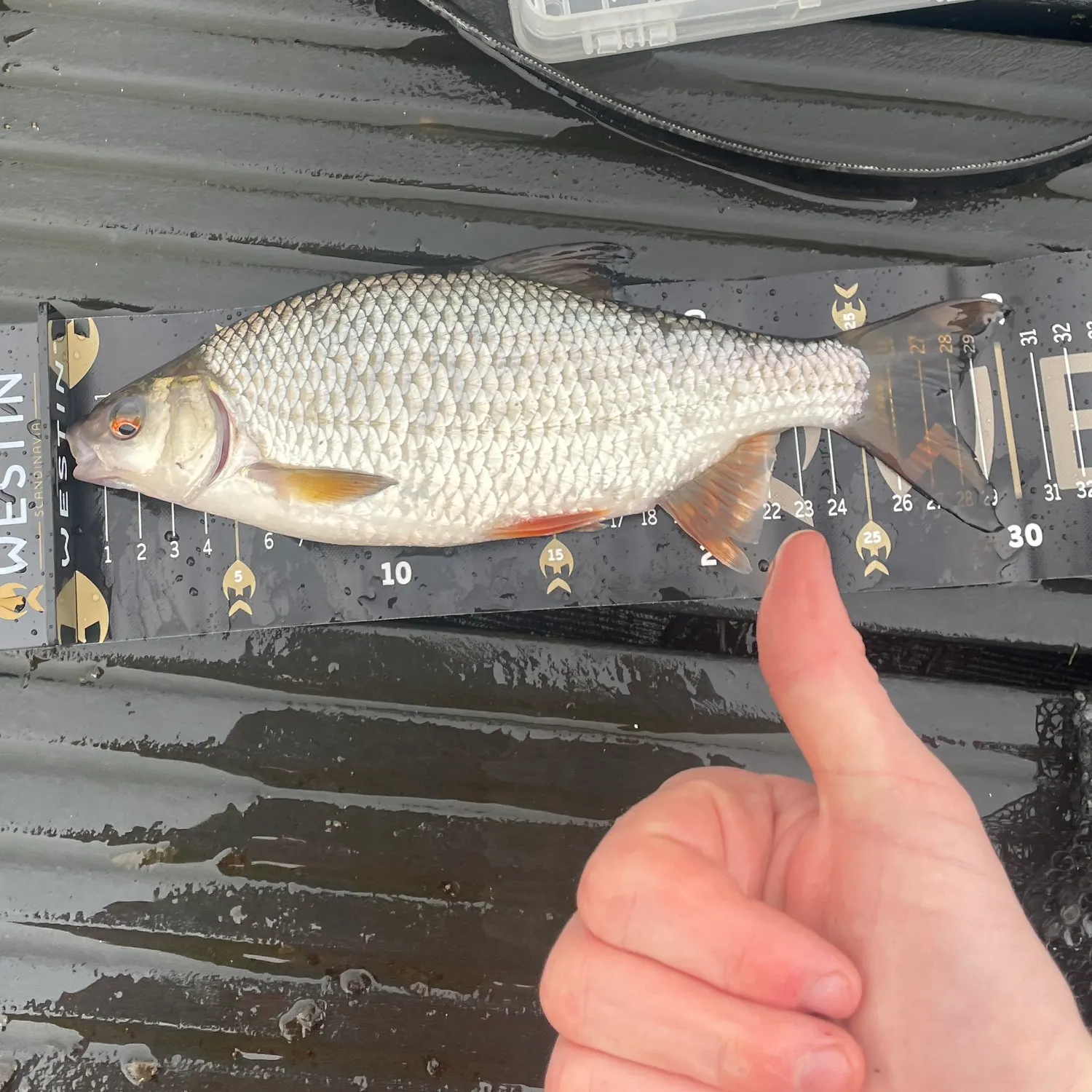 The most recent Common roach catches on Fishbrain