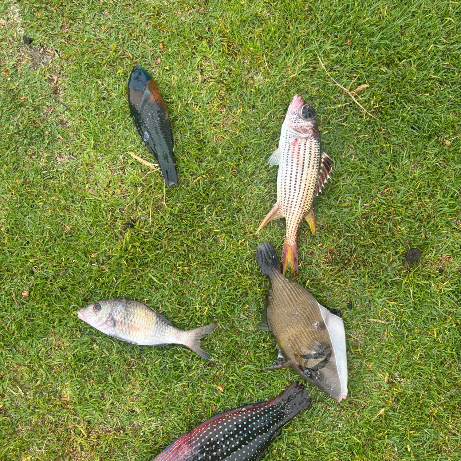 The most recent Wedge-tail triggerfish catches on Fishbrain