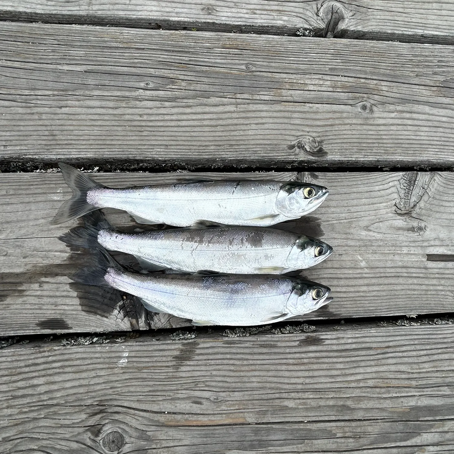 recently logged catches