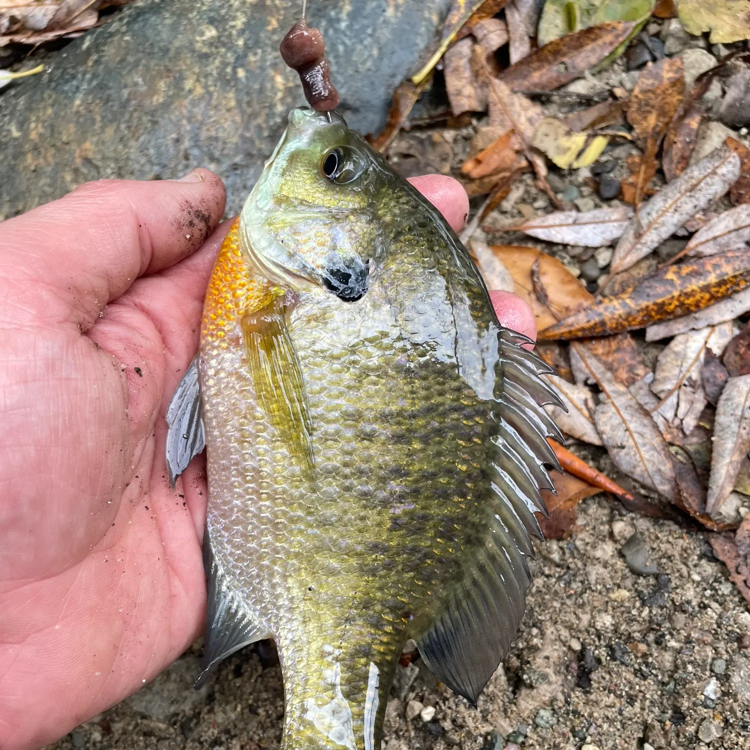 Bluegill caught on Fishbrain