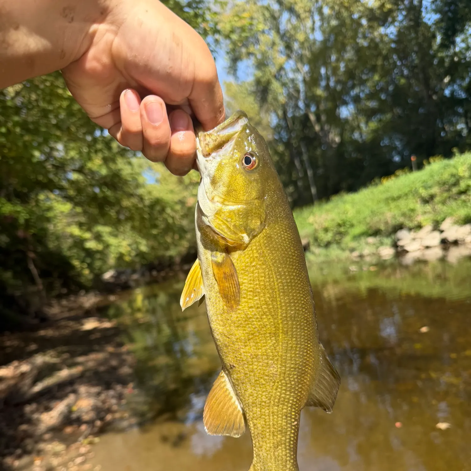 Smallmouth bass caught on Fishbrain