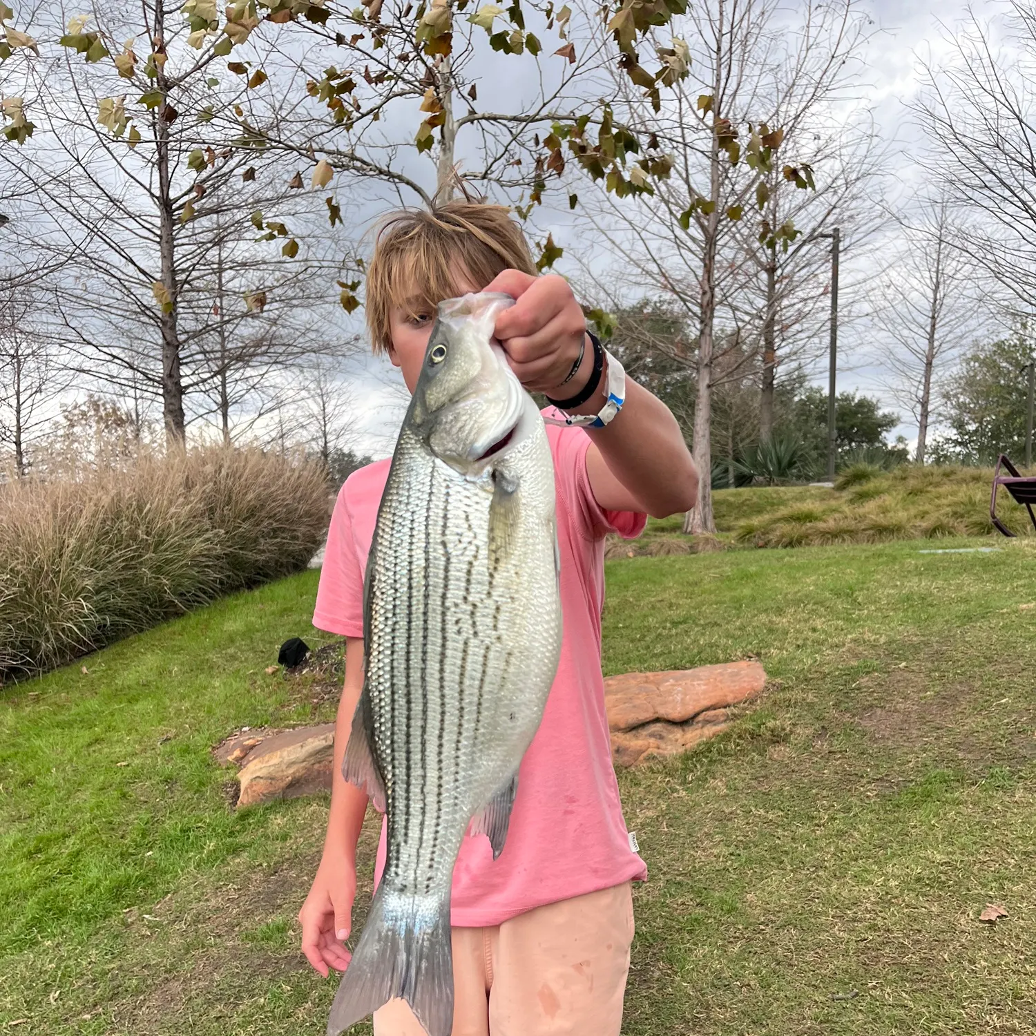 The most recent Hybrid striped bass catches on Fishbrain