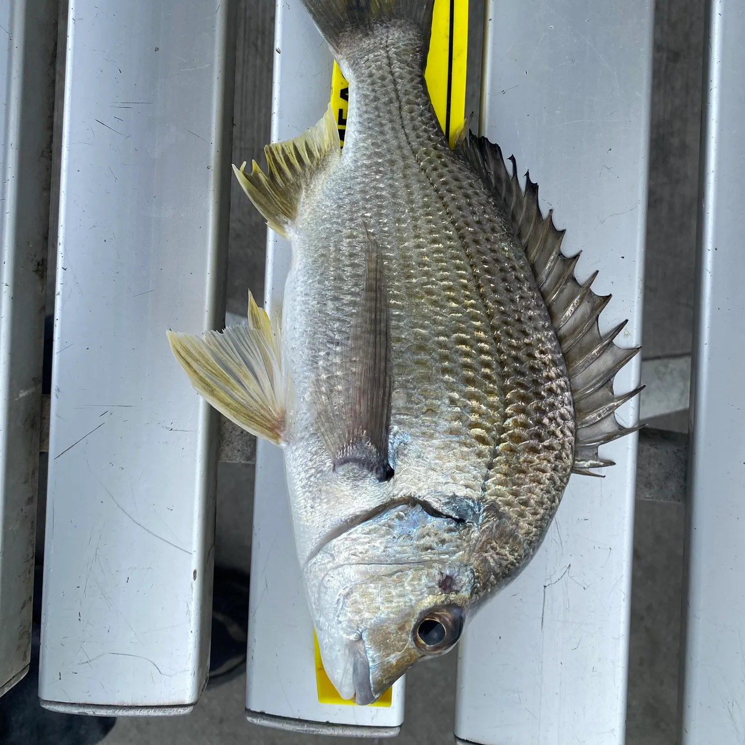 Surf bream caught on Fishbrain