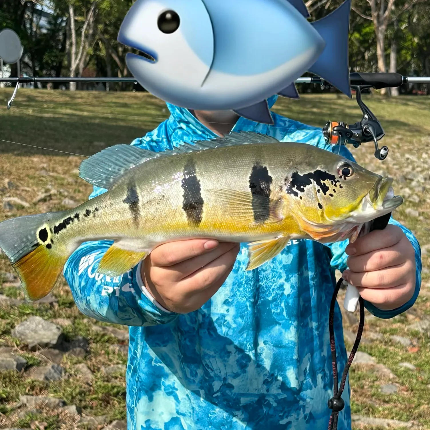 The most recent Speckled peacock bass catches on Fishbrain