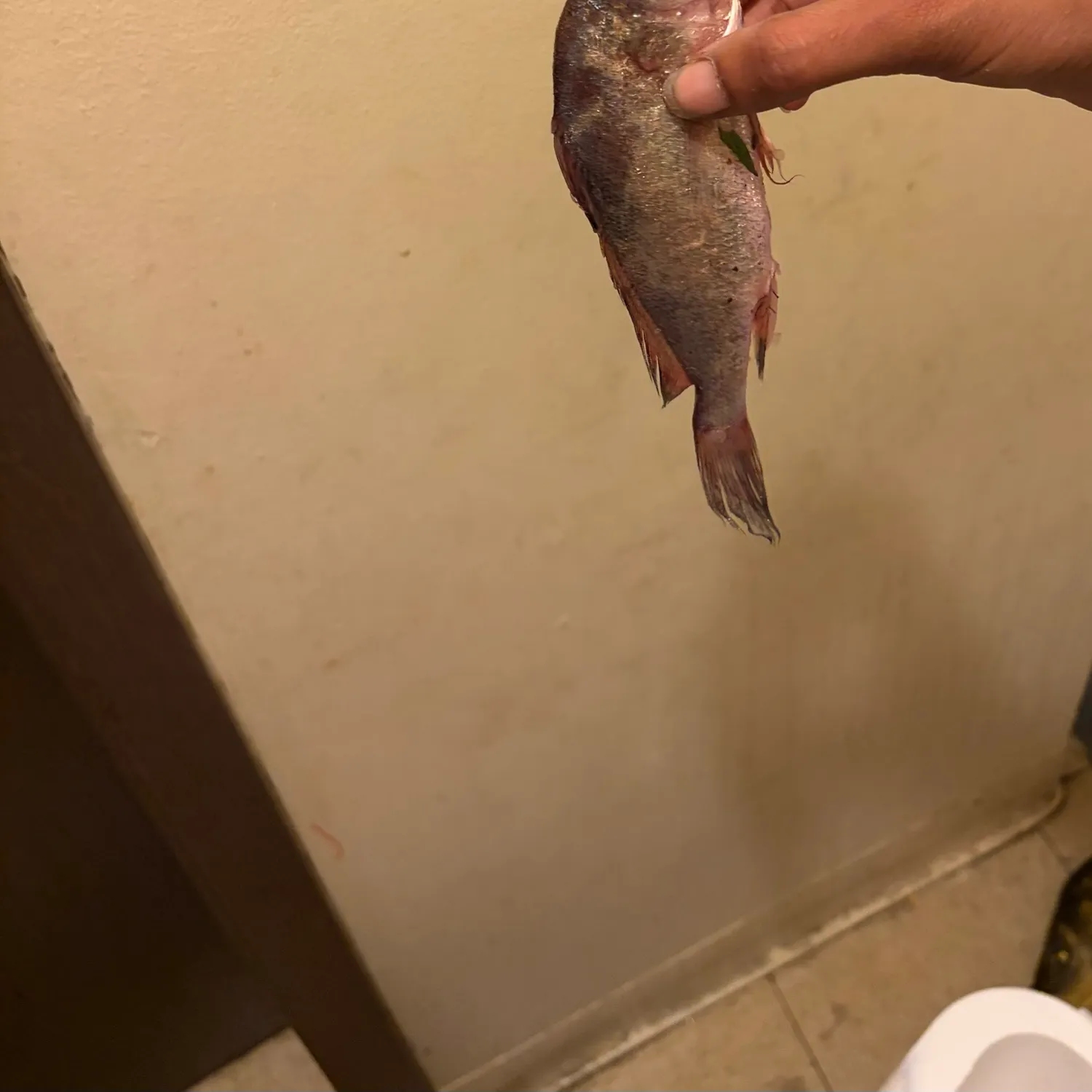 Freshwater drum caught on Fishbrain