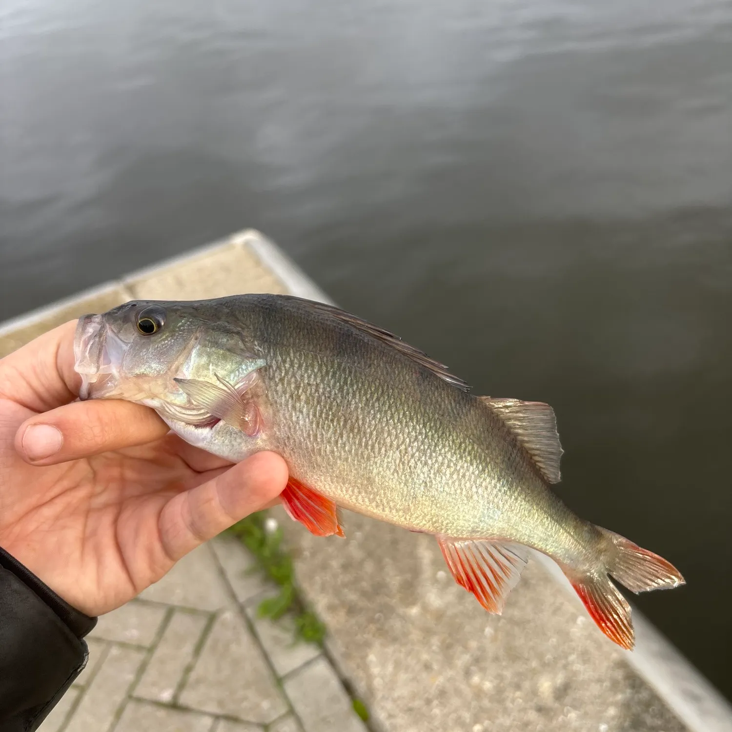 European perch caught on Fishbrain