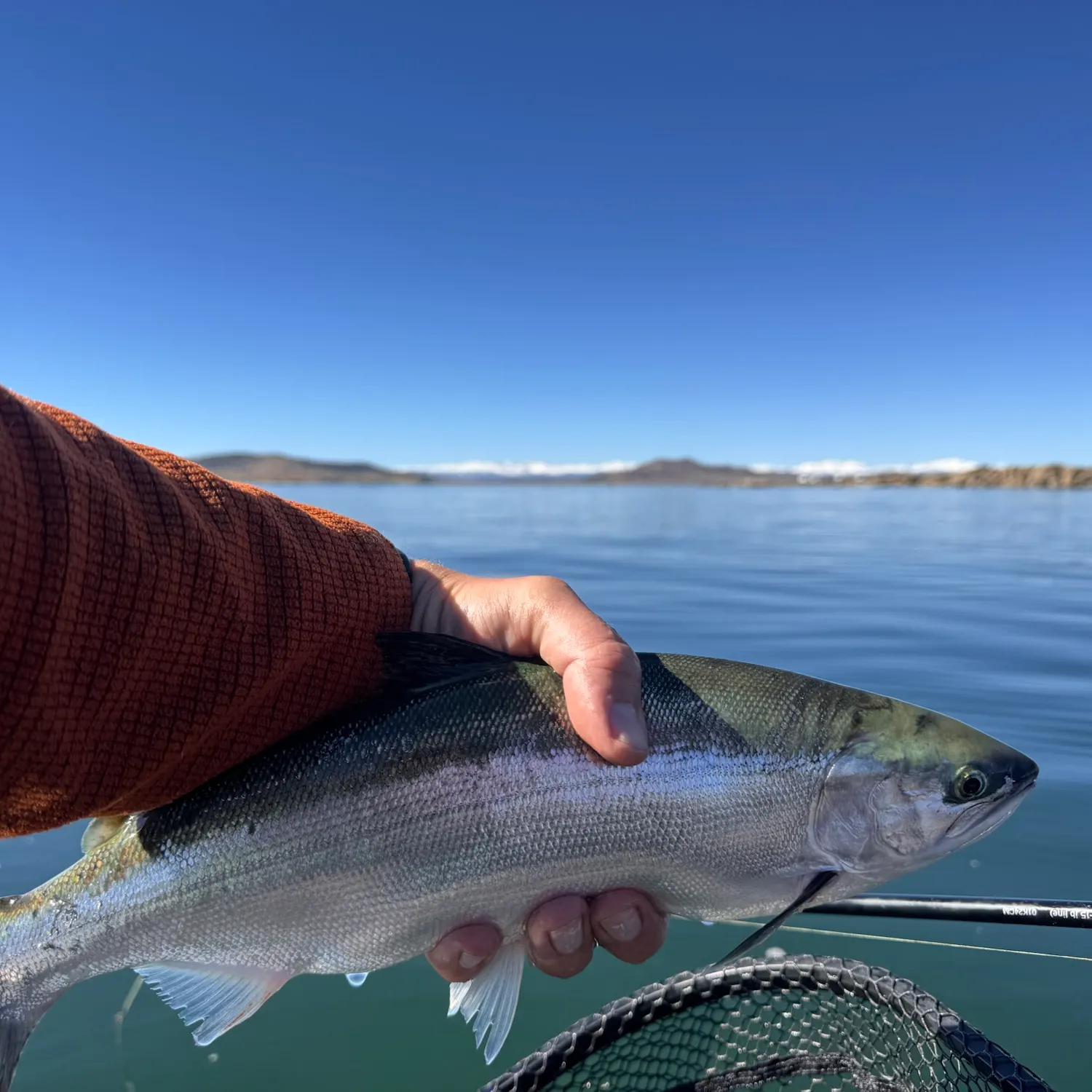 Kokanee salmon caught on Fishbrain
