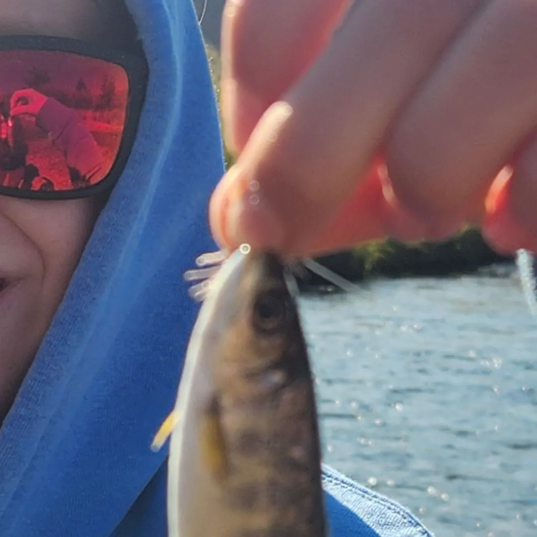 Bull trout caught on Fishbrain
