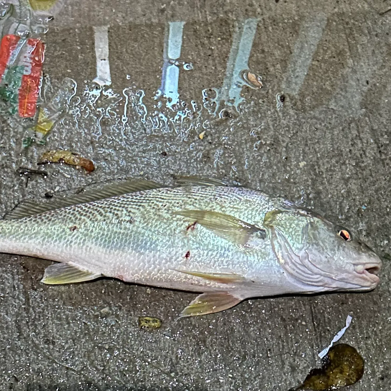 The most recent Atlantic croaker catches on Fishbrain