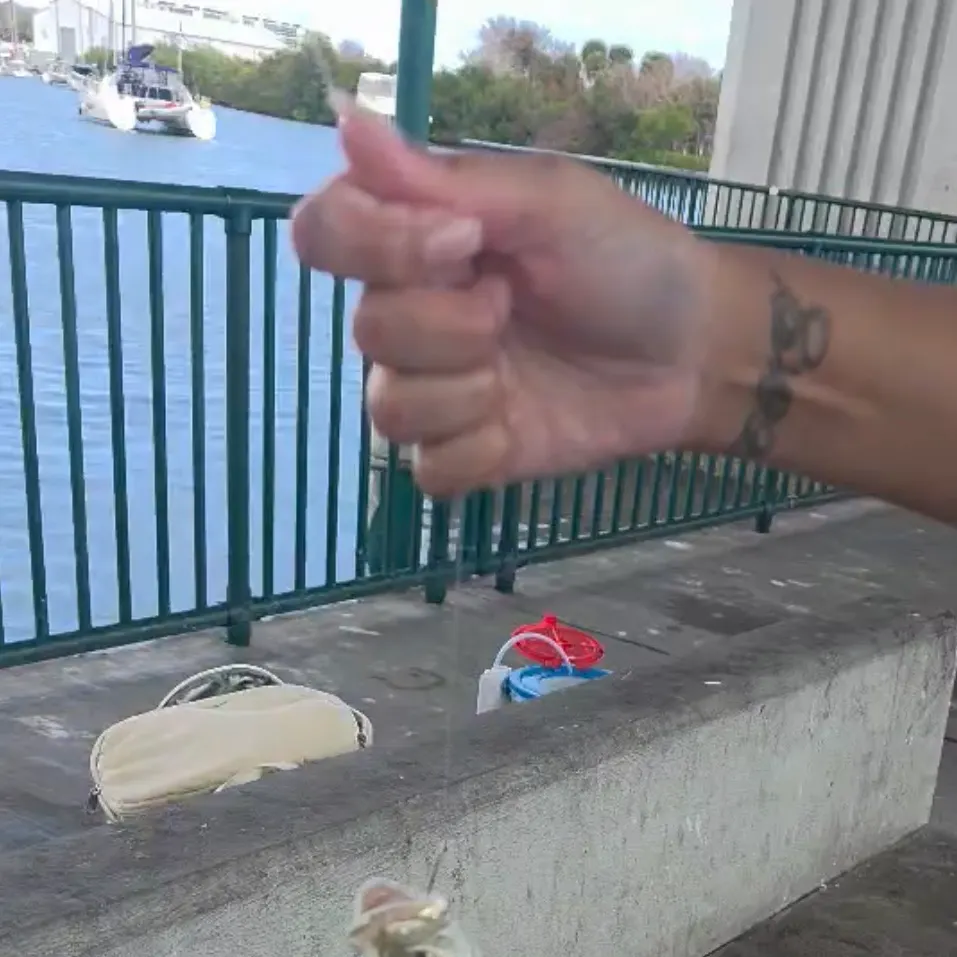 The most recent Crevalle jack catches on Fishbrain