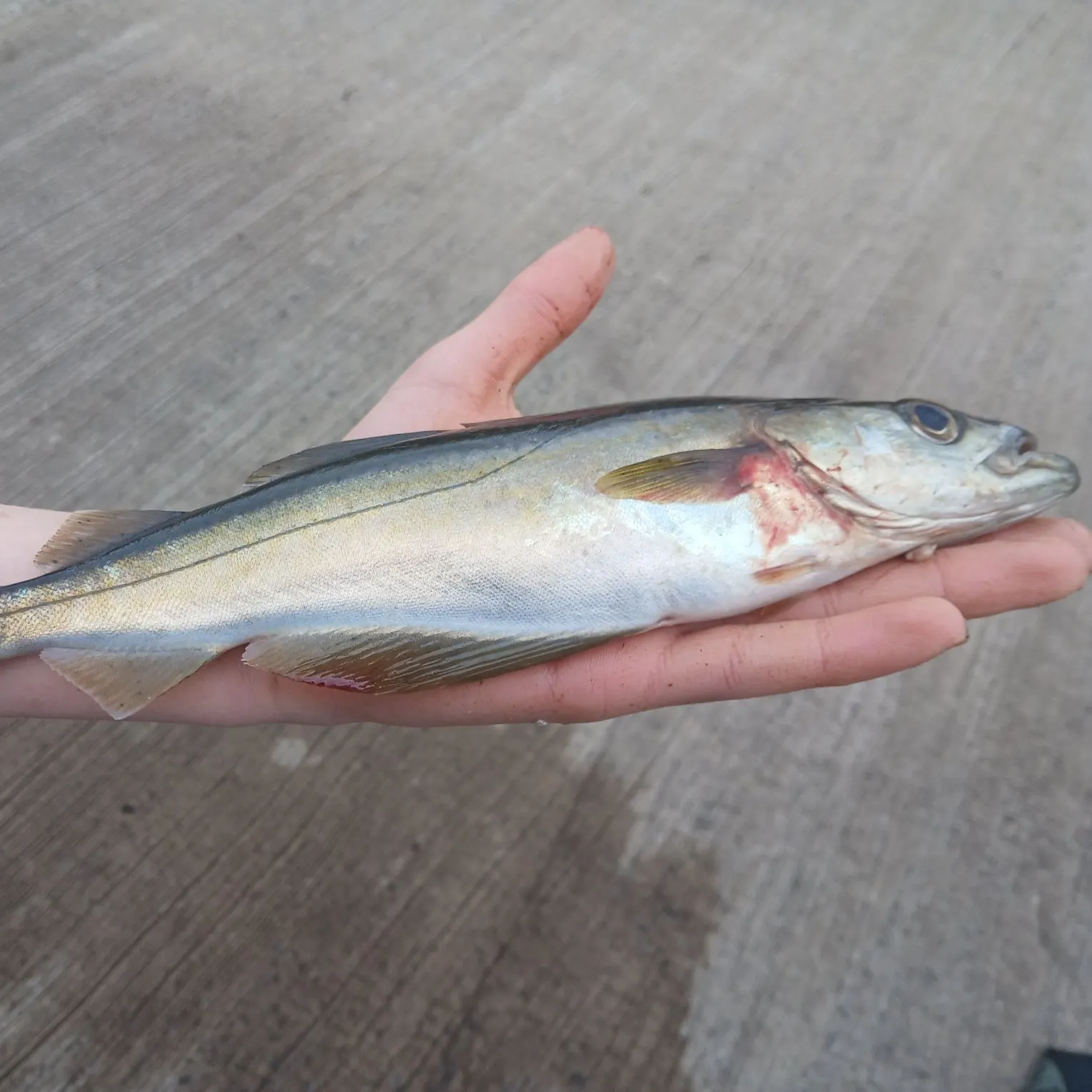 The most recent Atlantic pollock catches on Fishbrain