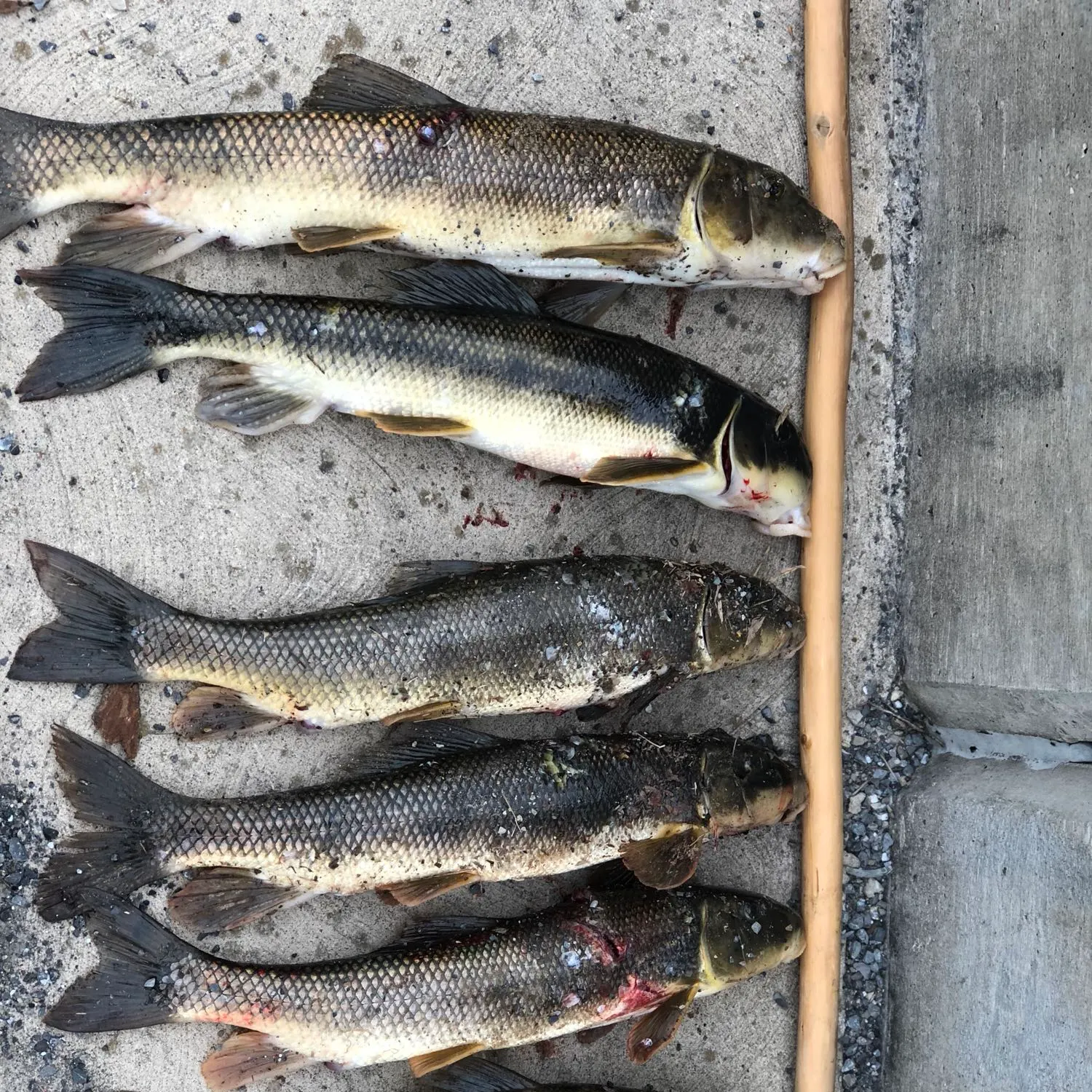 recently logged catches