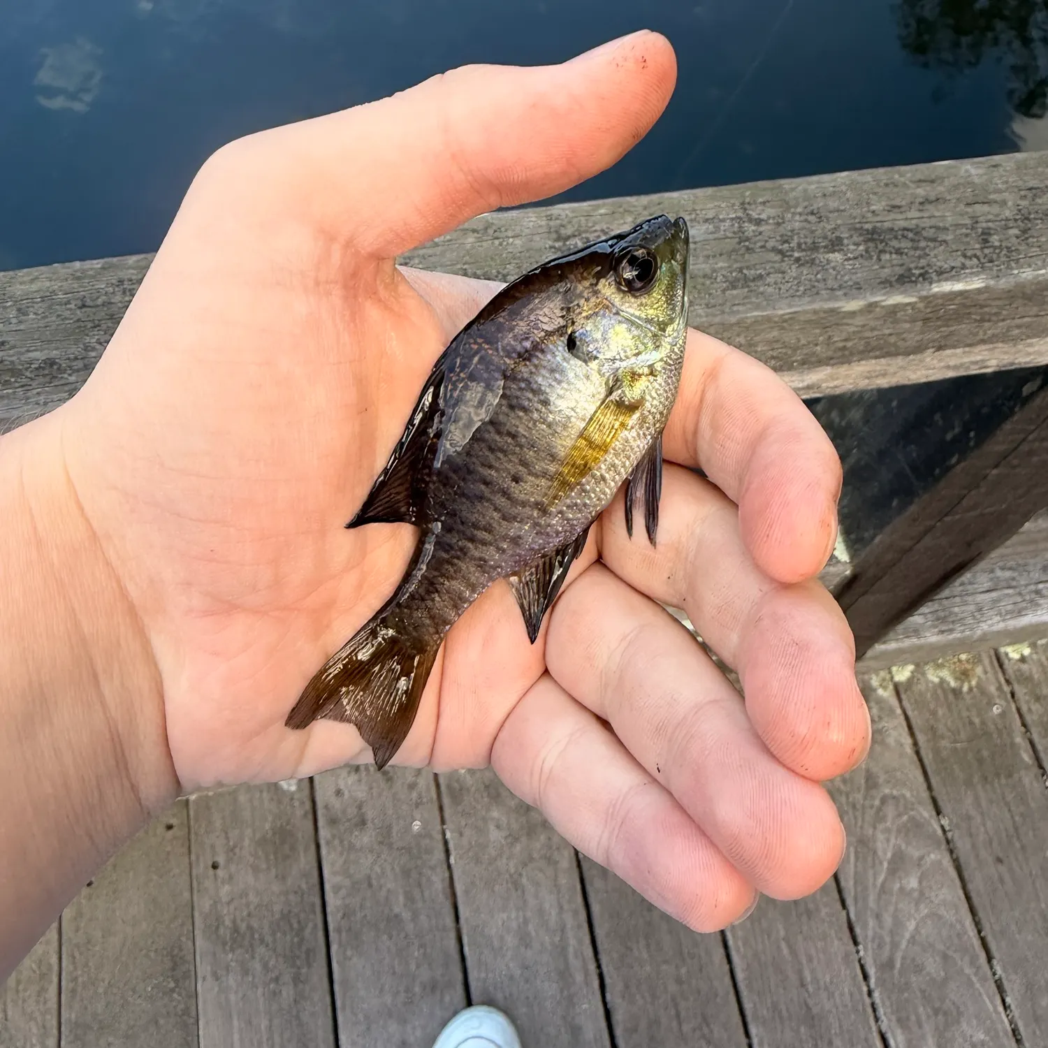 Bluegill caught on Fishbrain