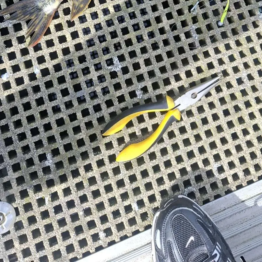 Northern pike caught on Fishbrain