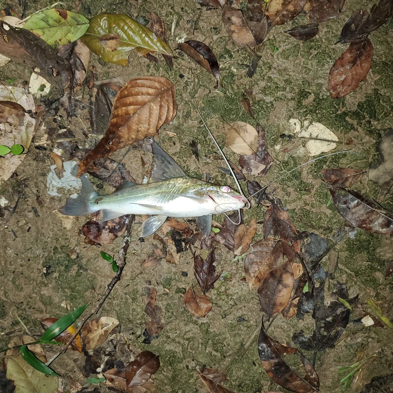 The most recent Bloch's squeaker catfish catches on Fishbrain