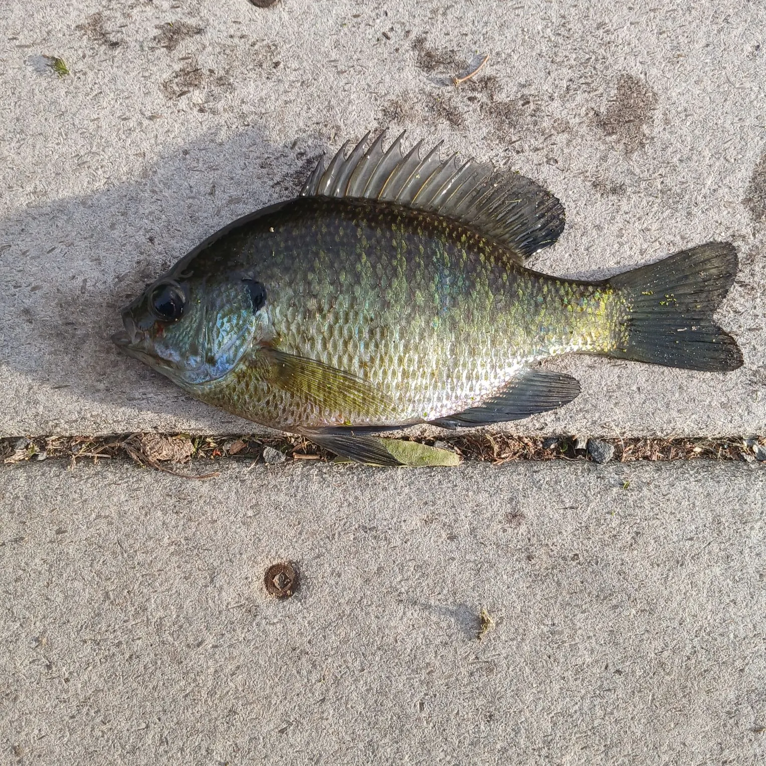 Bluegill caught on Fishbrain