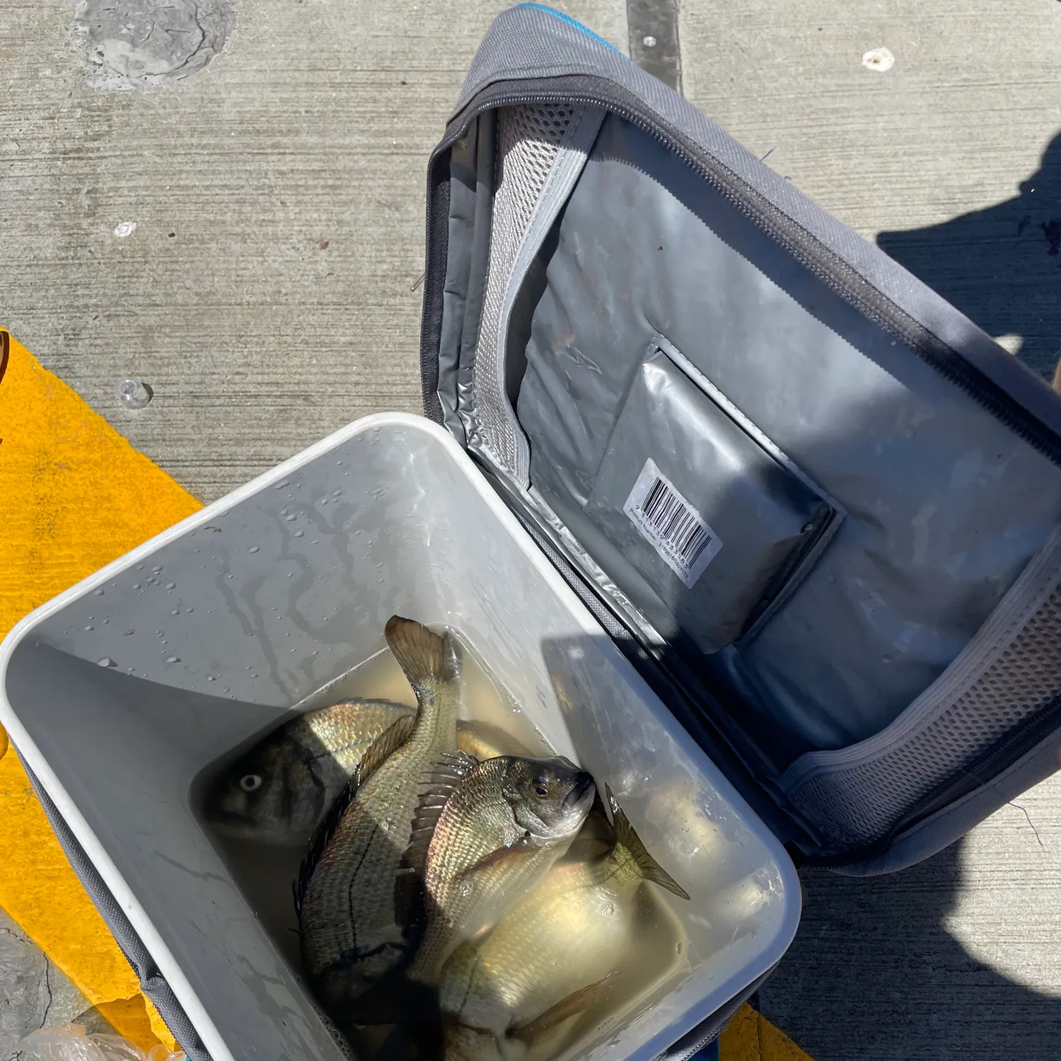 The most recent Southern black bream catches on Fishbrain