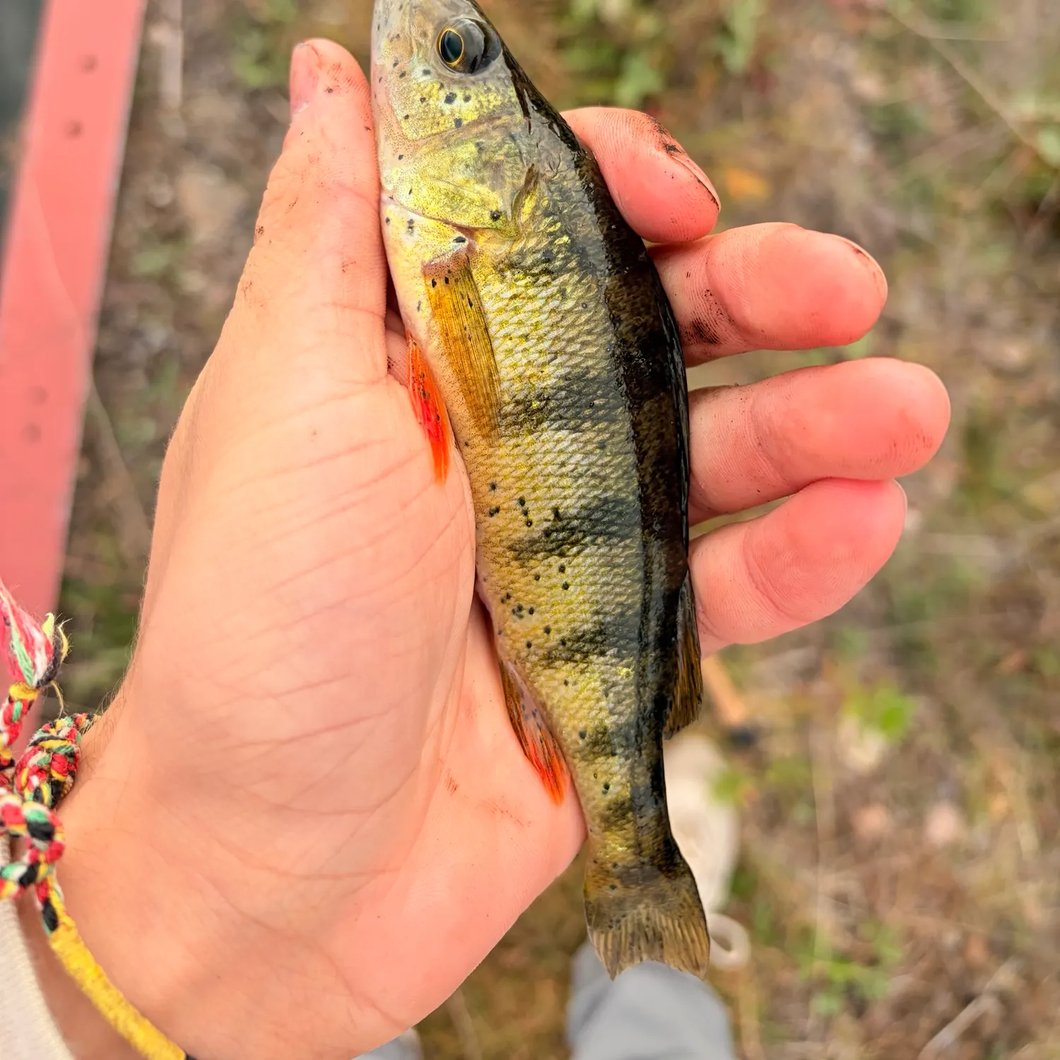 Yellow perch caught on Fishbrain
