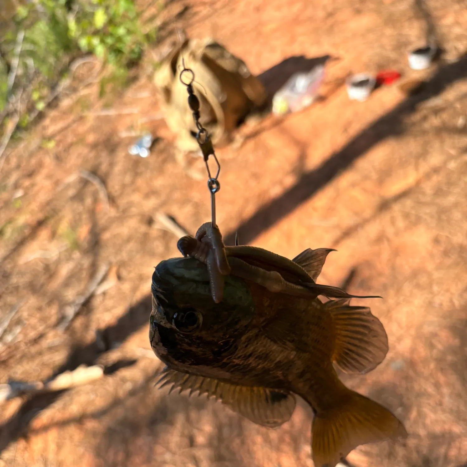 The most recent Flier catches on Fishbrain