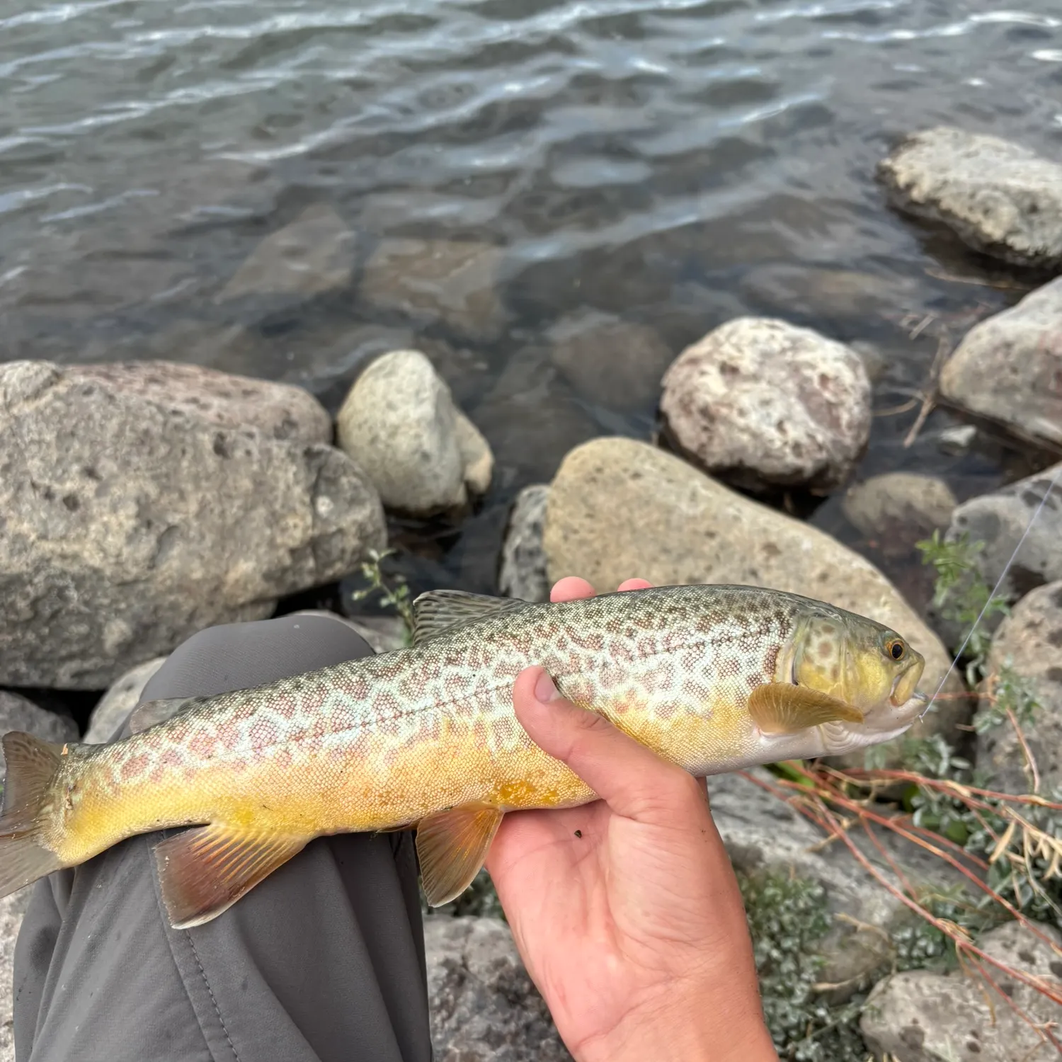 recently logged catches