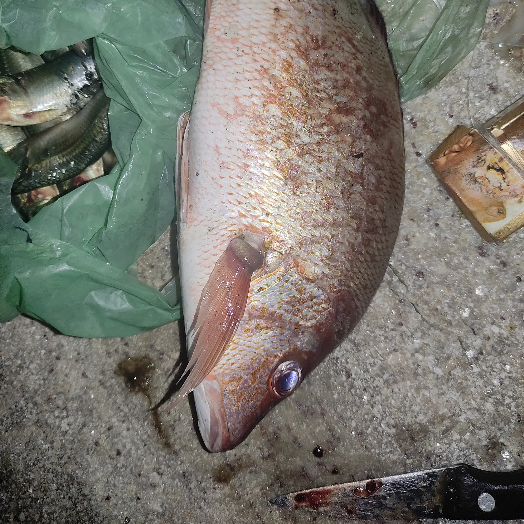 recently logged catches