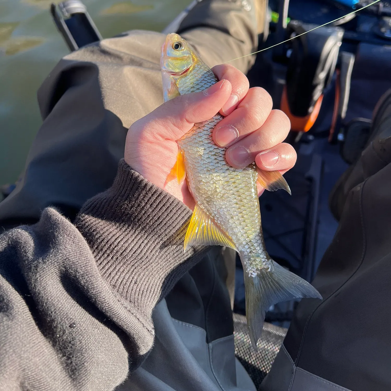 The most recent Golden shiner catches on Fishbrain