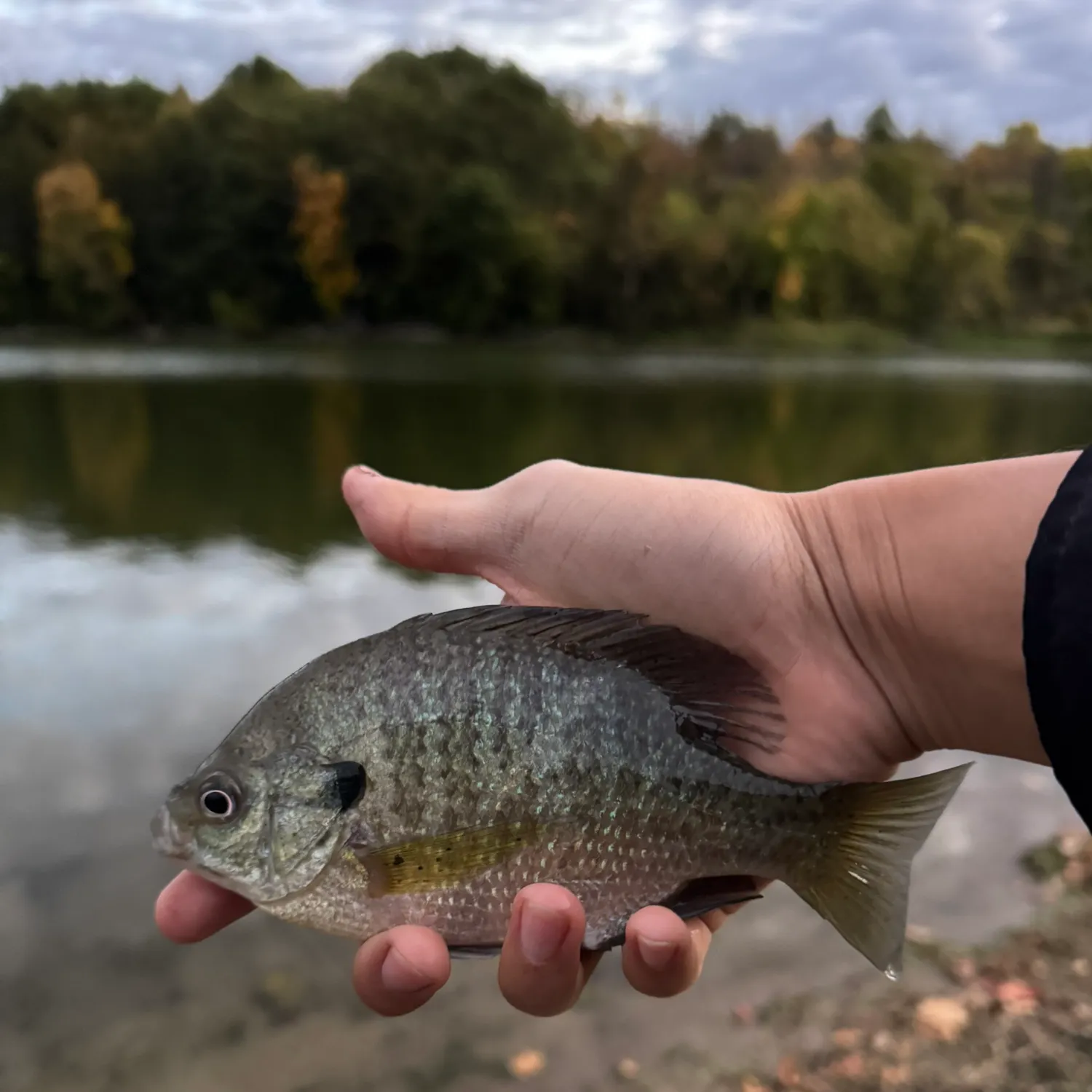 Bluegill caught on Fishbrain