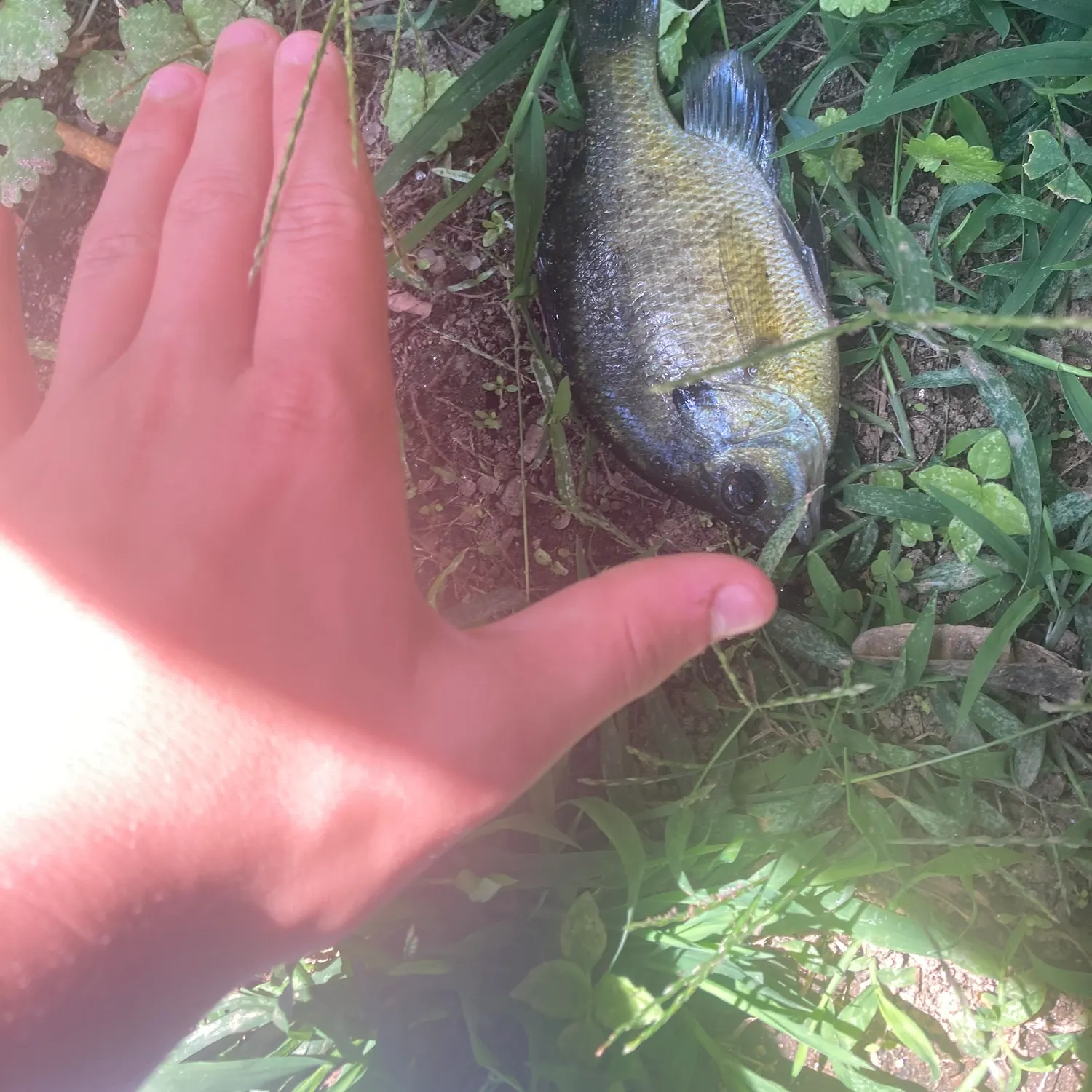 Bluegill caught on Fishbrain
