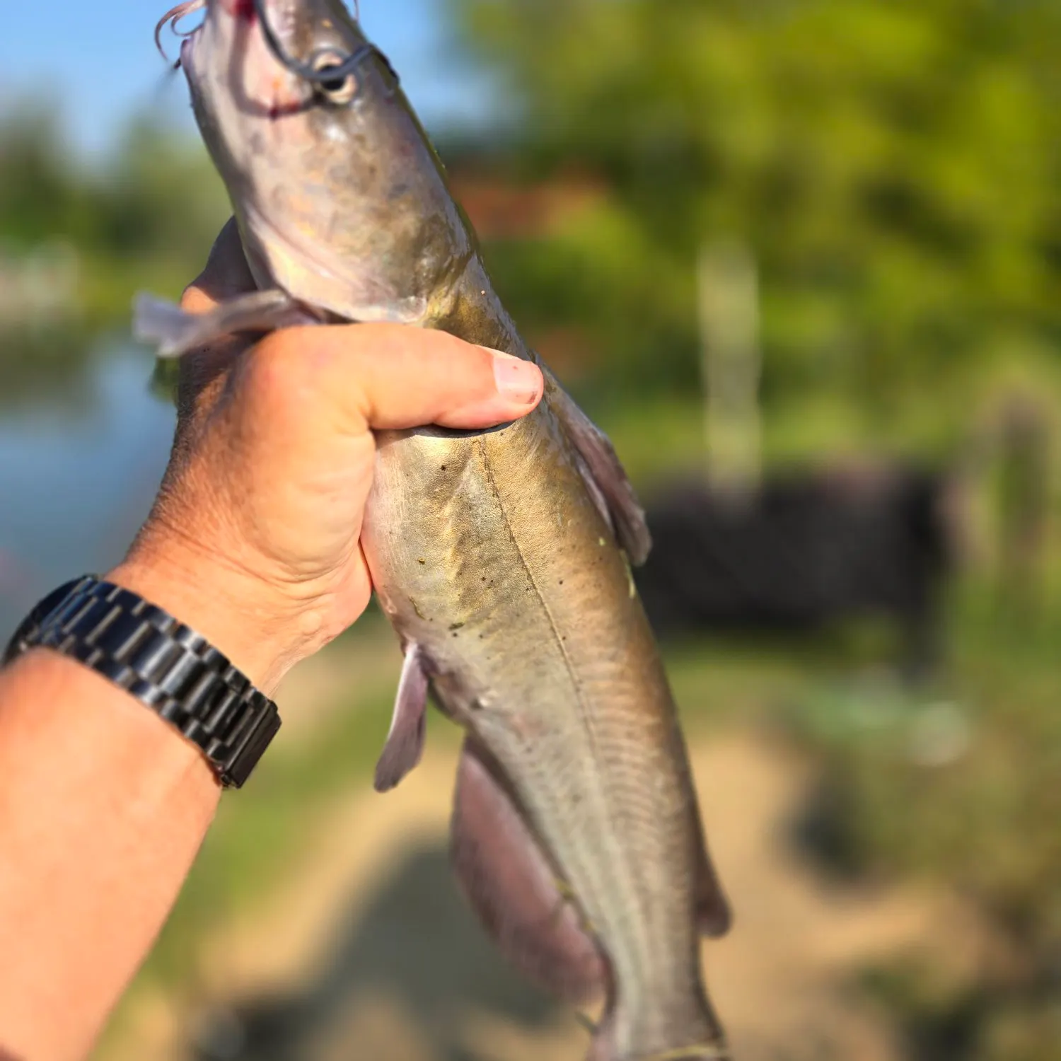 Channel catfish caught on Fishbrain