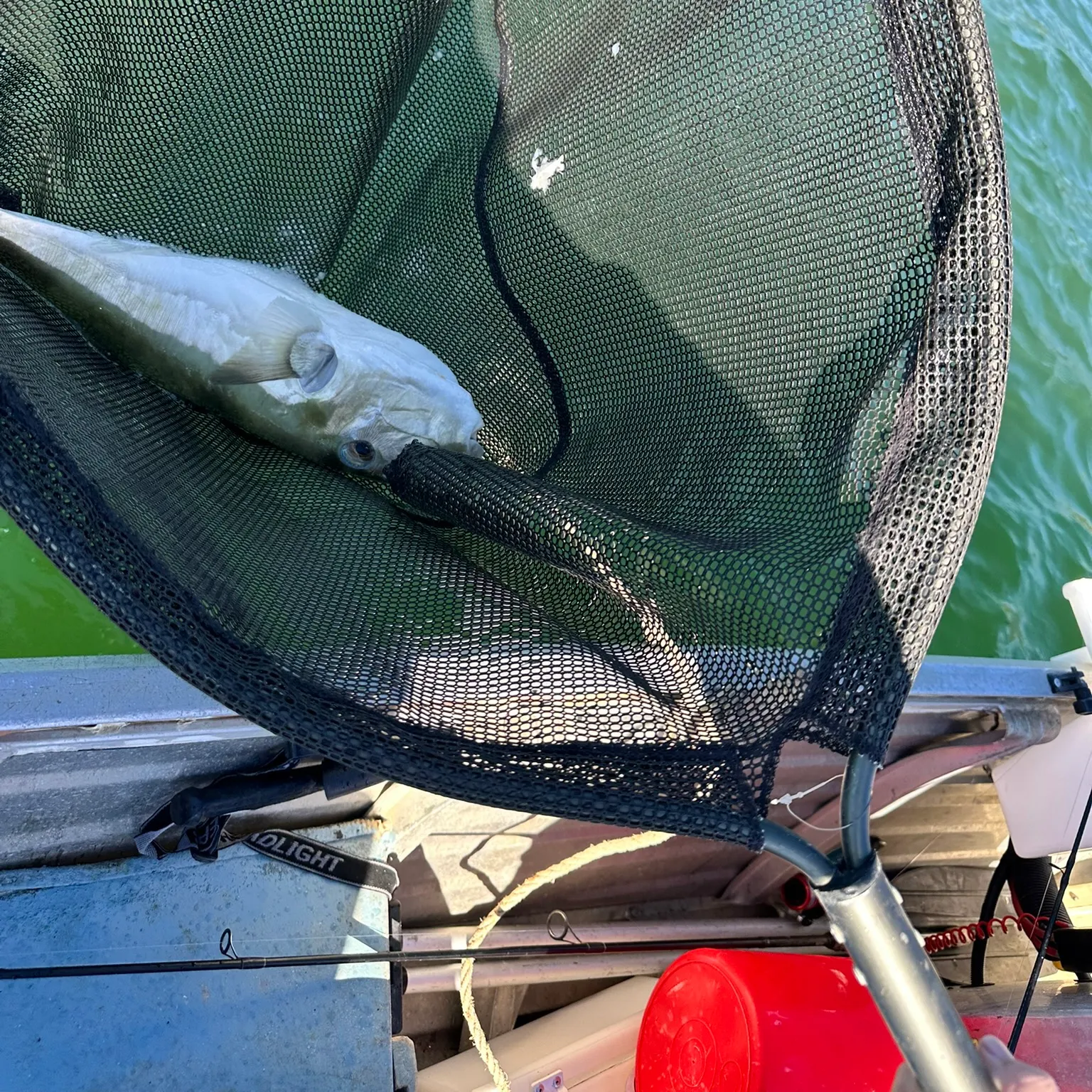 The most recent Common toadfish catches on Fishbrain