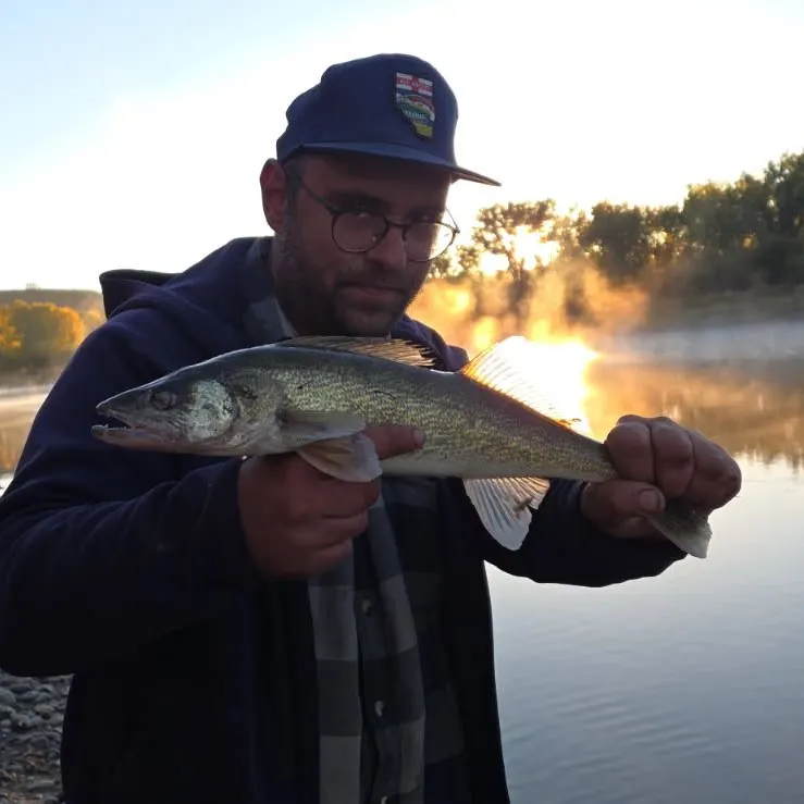 Walleye caught on Fishbrain