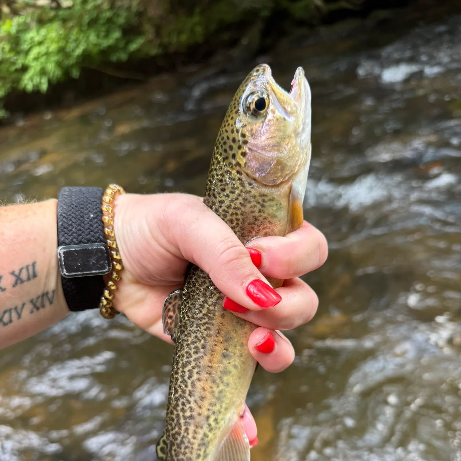 recently logged catches