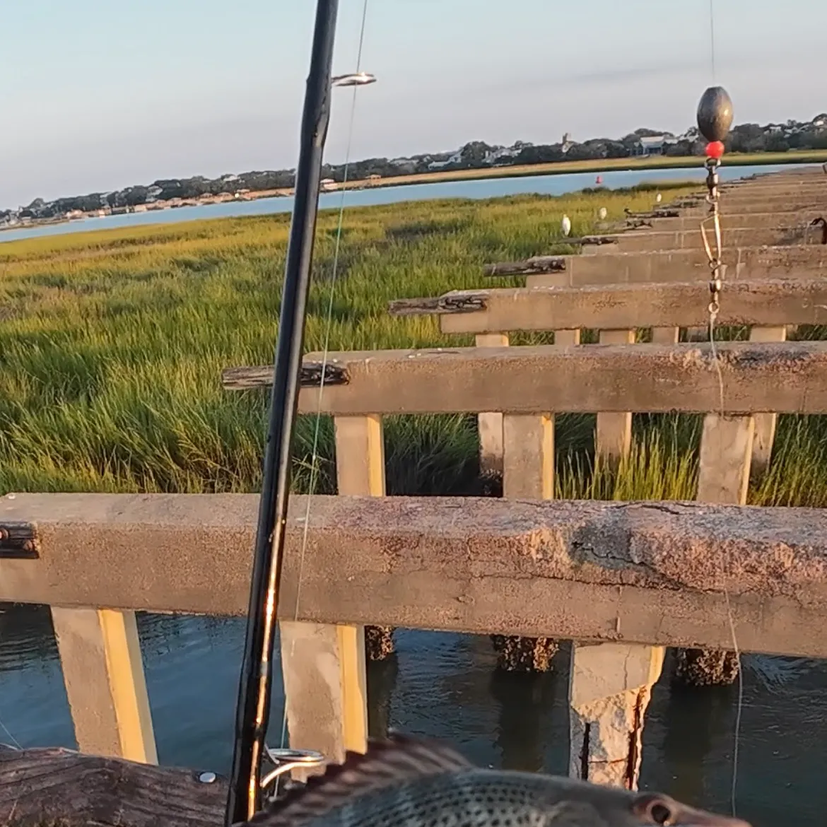 Mangrove snapper caught on Fishbrain
